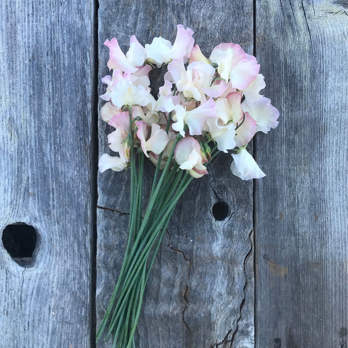 Sweet Pea 'Kiera Madeline' showing large ruffled cream blooms edged in soft pink laying on a weathered wooden board.