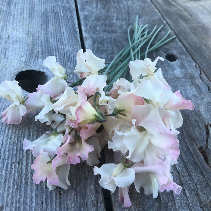 Close-up of Sweet Pea 'Kiera Madeline' showing large ruffled cream blooms edged in soft pink.