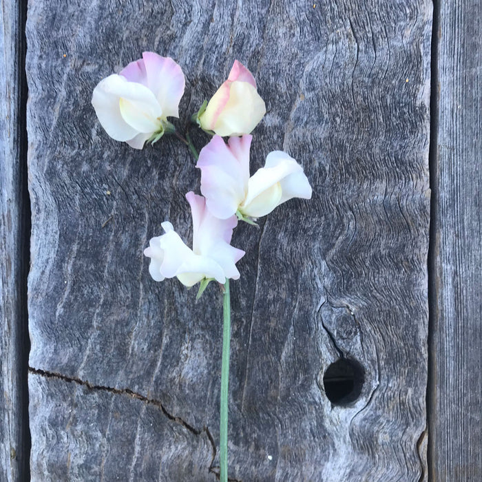 Single stem of Sweet Pea 'Kiera Madeline' showing large ruffled cream blooms edged in soft pink.