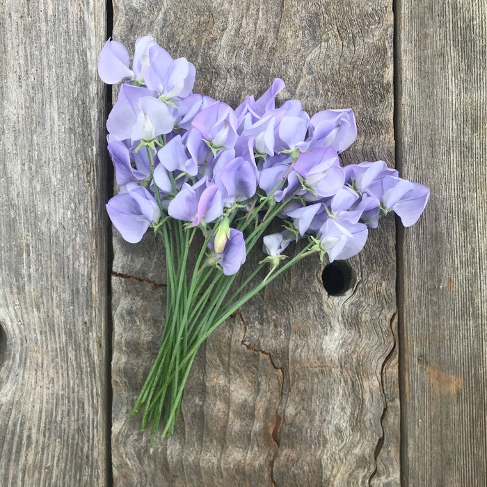 Lady Grisel Hamilton Sweet Pea Flowers on a wood background