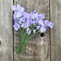 Lady Grisel Hamilton Sweet Pea Flowers on a wood background