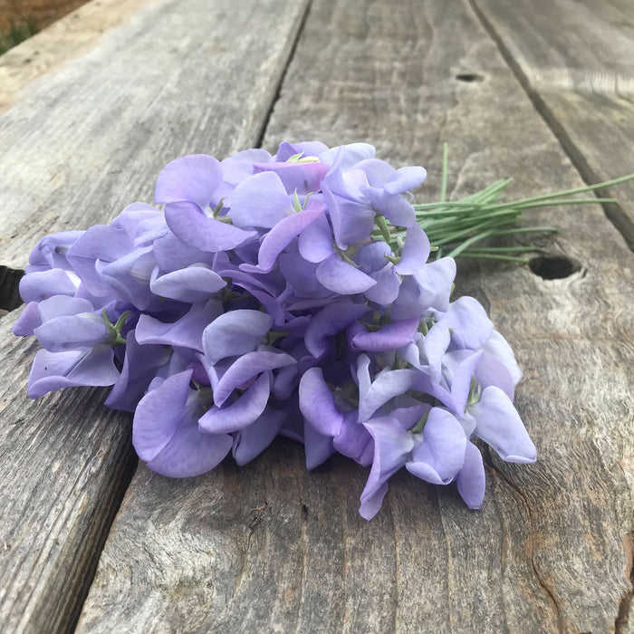 Lady Grisel Hamilton sweet pea flowers close up