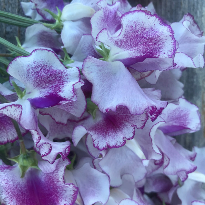 Lady Nicholson Sweet Pea Flowers Close Up