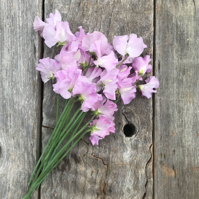 Lilac Romance sweet pea flowers laying on a rustic wooden board