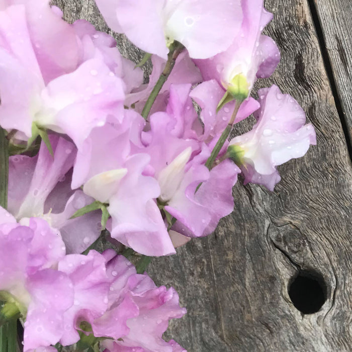 close up of 'Lilac Romance' sweet pea flowers with rain drops on them