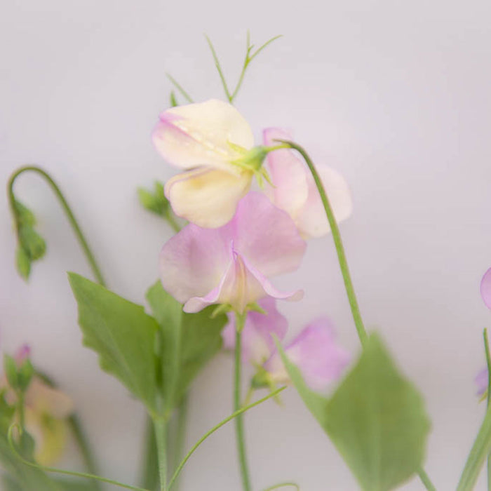 Sweet Pea More Scent