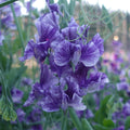 Mr P Sweet Pea Flowers