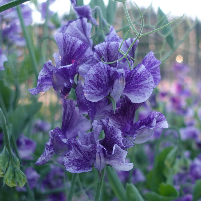 Mr P Sweet Pea Flowers