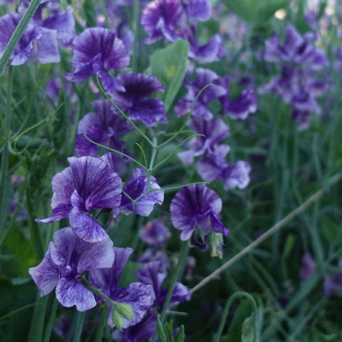 Mr P Sweet Pea Flowers Growing