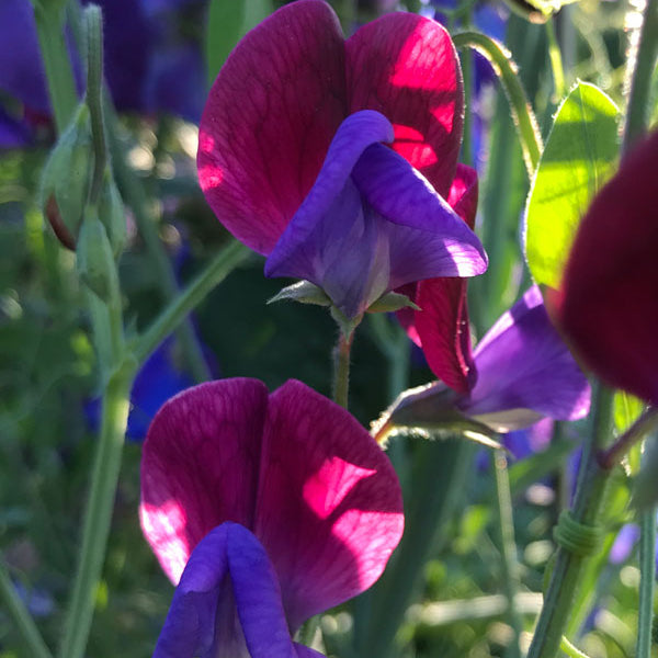 Original Sweet Pea Flowers