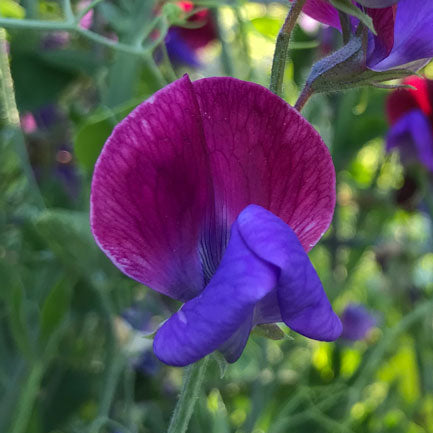 Original Sweet Pea Flowers