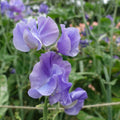 Our Harry Sweet Pea Flowers