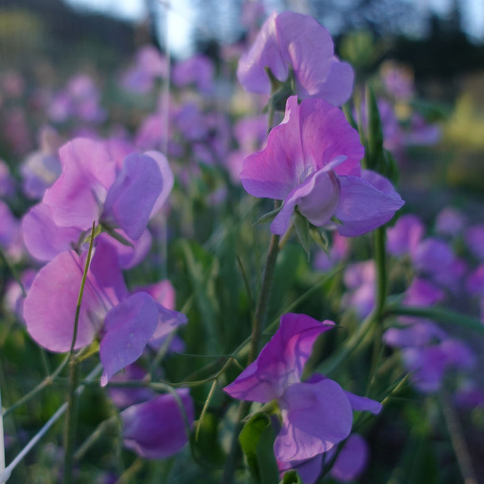 Oyama Bicolor Sweet Pea Flowers