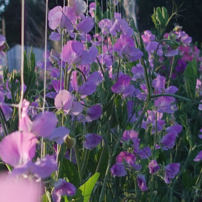 Sweet Pea Oyama Bicolor