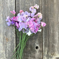 A hand-tied bouquet of pastel sweet peas in soft pink, white, lavender, and apricot tones, showcasing the mix’s romantic color palette.