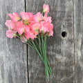 Sweet Pea 'Patti' with fragrant salmon-pink ruffled flowers