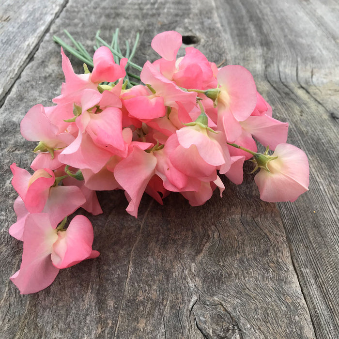 Bouquet of Sweet Pea 'Patti' with fragrant salmon-pink ruffled flowers