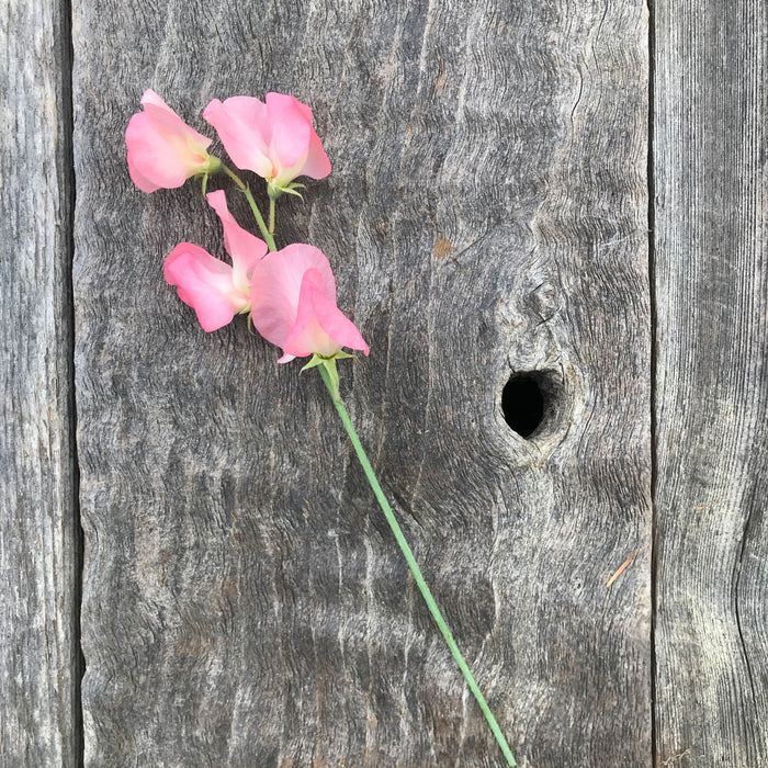 Close-up of Sweet Pea 'Patti' showing salmon-pink ruffled Spencer flowers with a delicate fragrance.