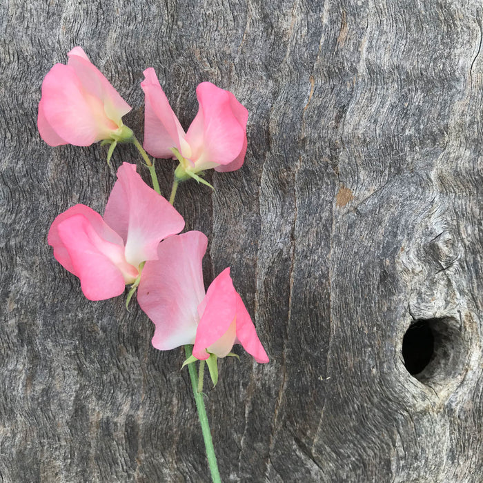 Single stem of Sweet Pea 'Patti' displaying ruffled salmon-pink flowers, ideal for cut flower arrangements.