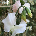 Piggy Sue Sweet Pea Flower