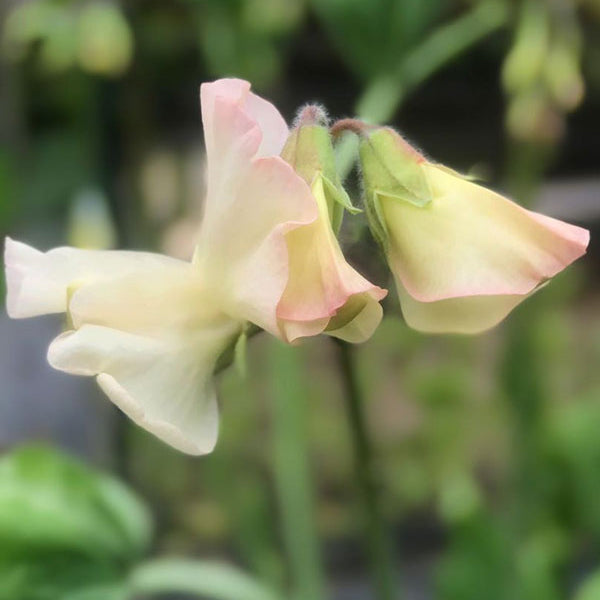 Piggy Sue Sweet Pea Flower