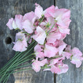 Sweet Pea 'Pink Panther'