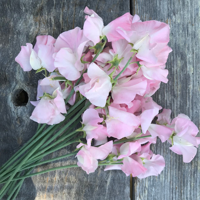 Sweet Pea 'Pink Panther'