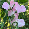 Pink Pearl Sweet Pea Flower