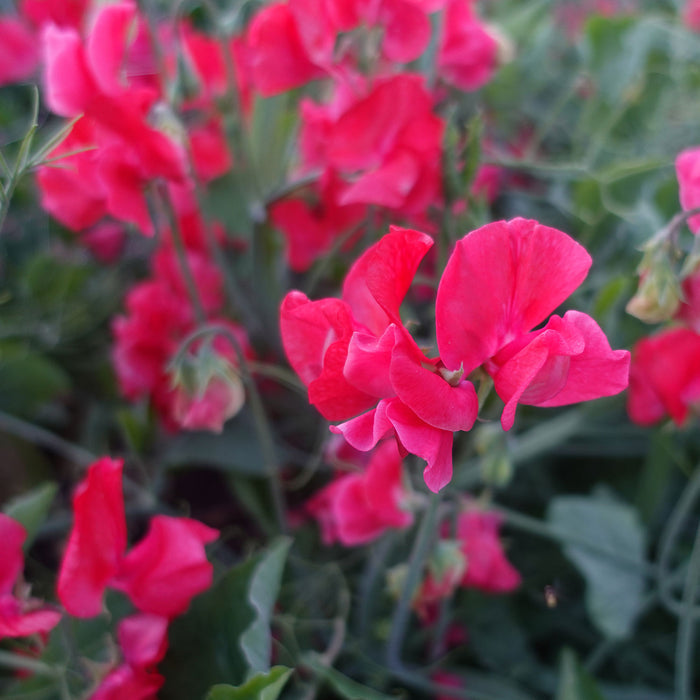 Red Restormel Sweet Pea Flowers