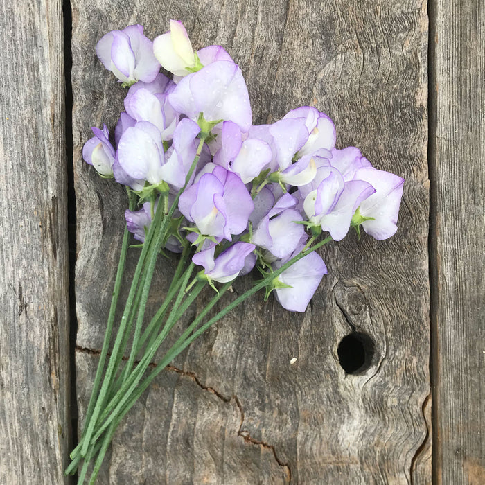 Romeo Sweet pea flowers with raindrops on them laying on rustic wood fence boards