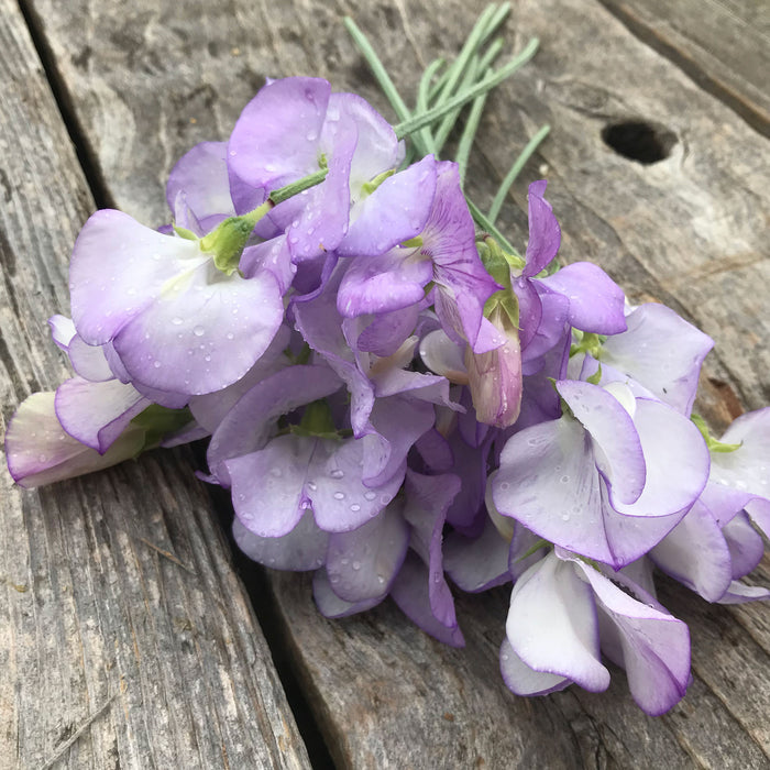 Close up of 'Romeo' sweet pea flowers with rain drops on them laying on a wooden board