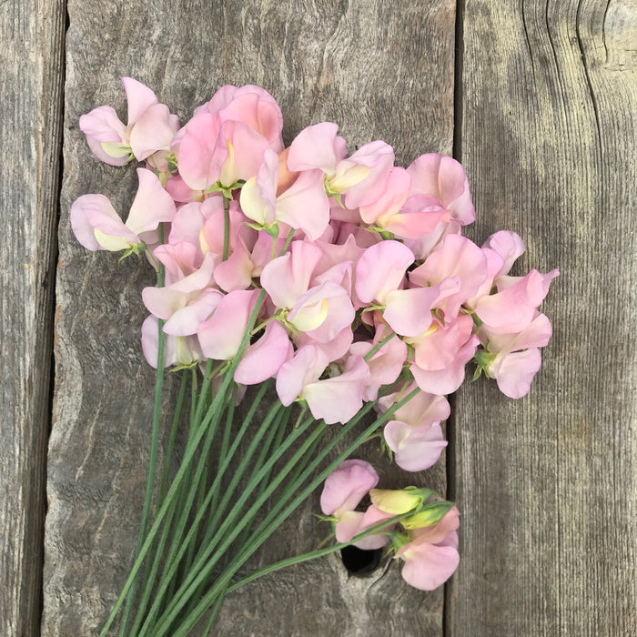 A hand-tied bouquet of Sweet Pea Alisa flowers, featuring soft mauve-pink and apricot blooms arranged with delicate greenery.