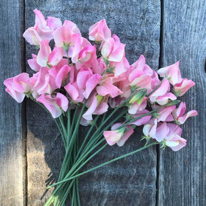 Rosay Sweet Pea Flowers