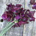 Sweet Pea 'Seabrooks Fantasia'