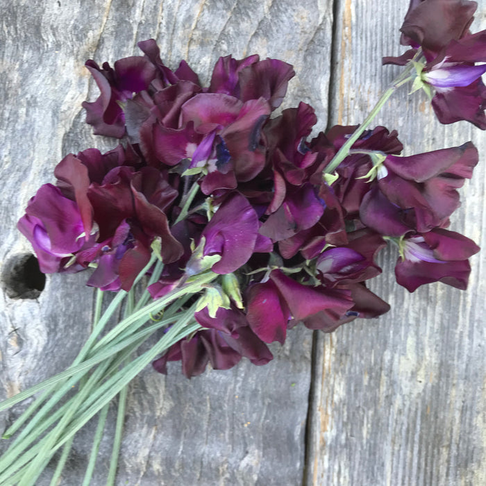 Sweet Pea 'Seabrooks Fantasia'