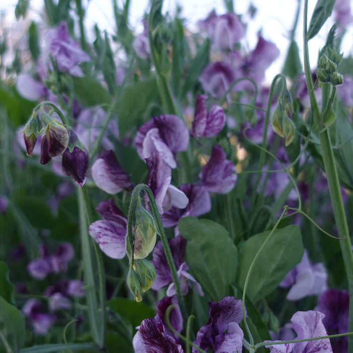 Senator Sweet Pea Flowers