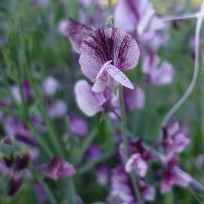 Senator Sweet Pea Flower Close Up