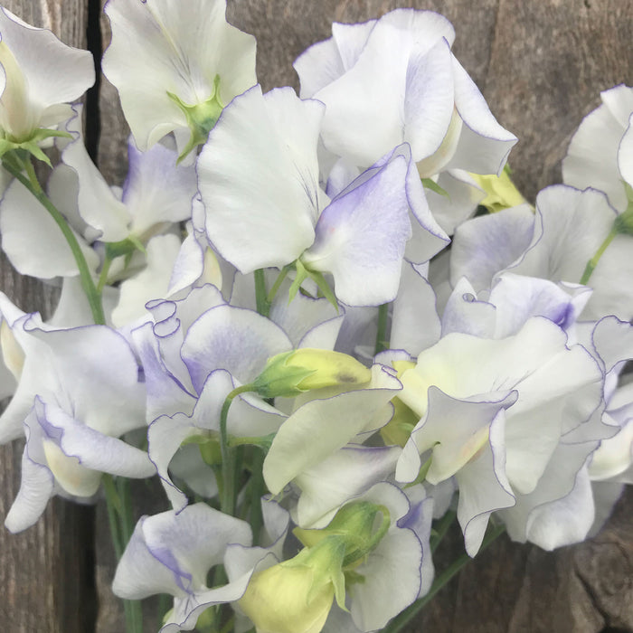 Close up of the petals of Sweet Pea 'Serendipity' Flowers