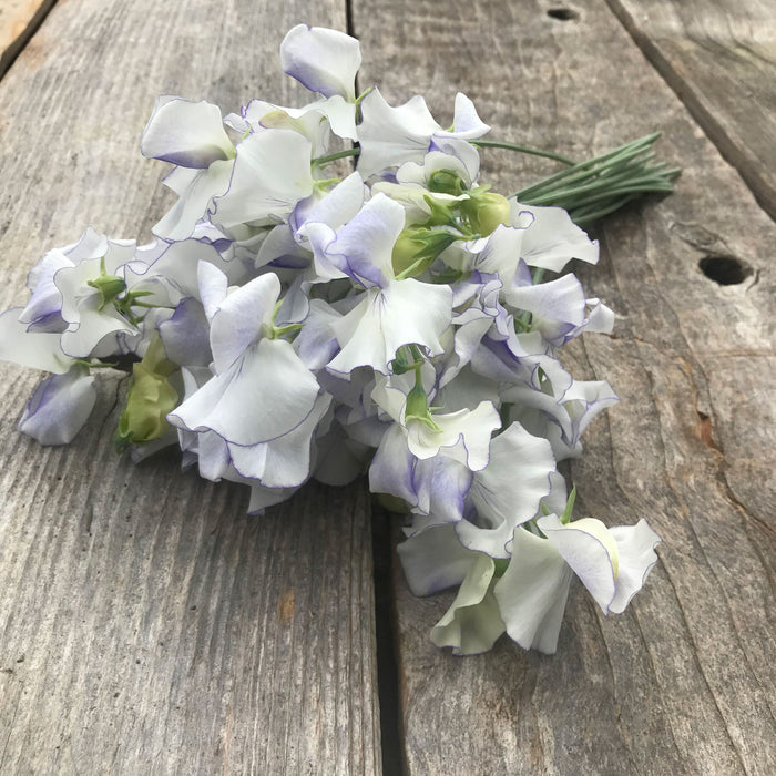 Sweet Pea 'Serendipity' Flowers  laying on a rustic wooden table top
