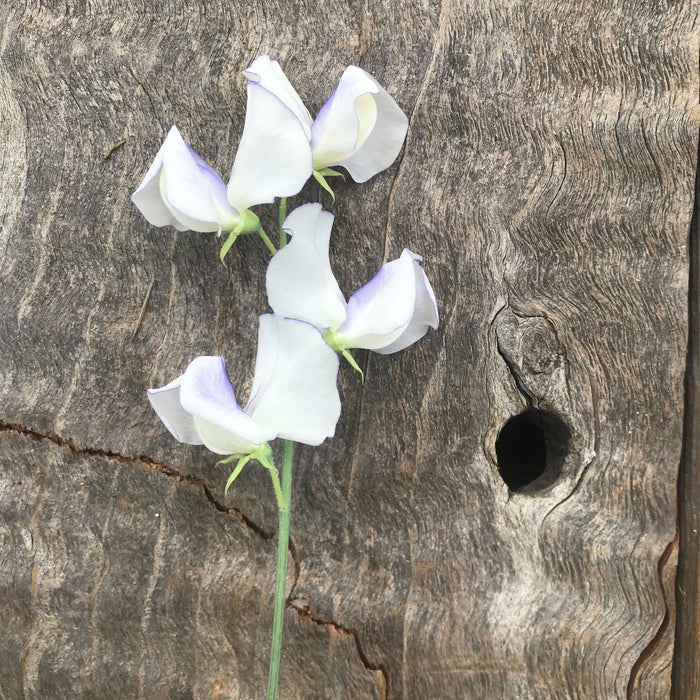 Single stem of Sweet Pea 'Serendipity'