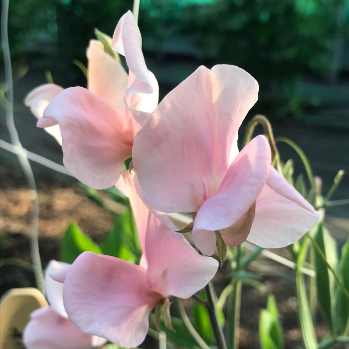 Shell Pink Sweet Pea Flowers Close Up