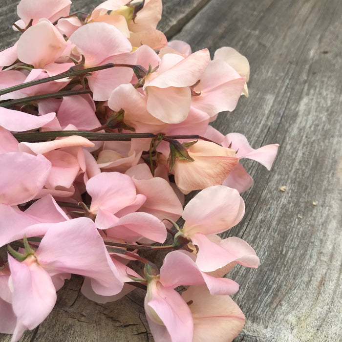 Close-up of fragrant shell pink sweet pea flowers in full bloom, showcasing delicate petals and soft pastel color.