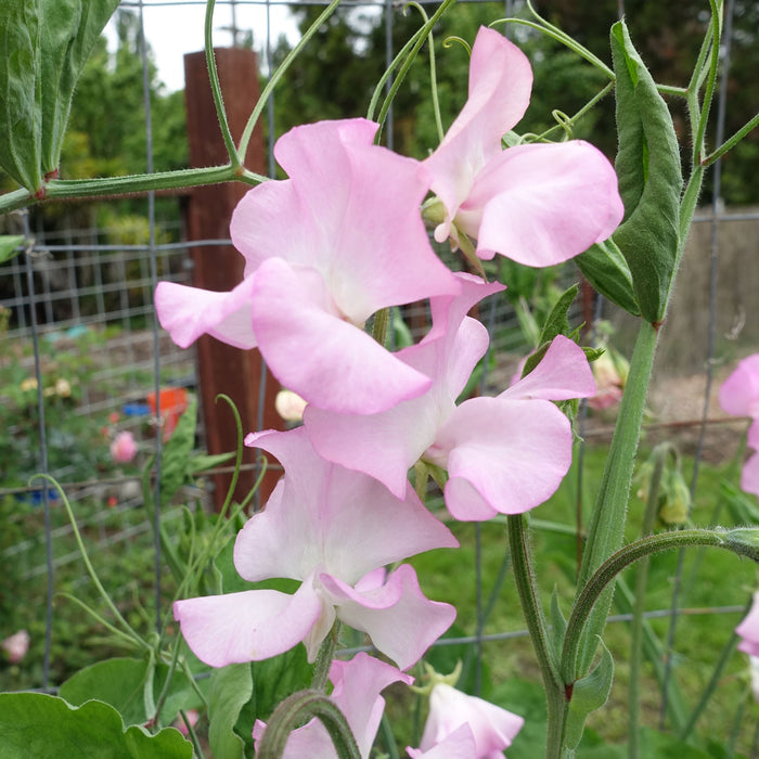 Sweet Pea Solstice Soft Pink Growing on the Sweet Pea Vine