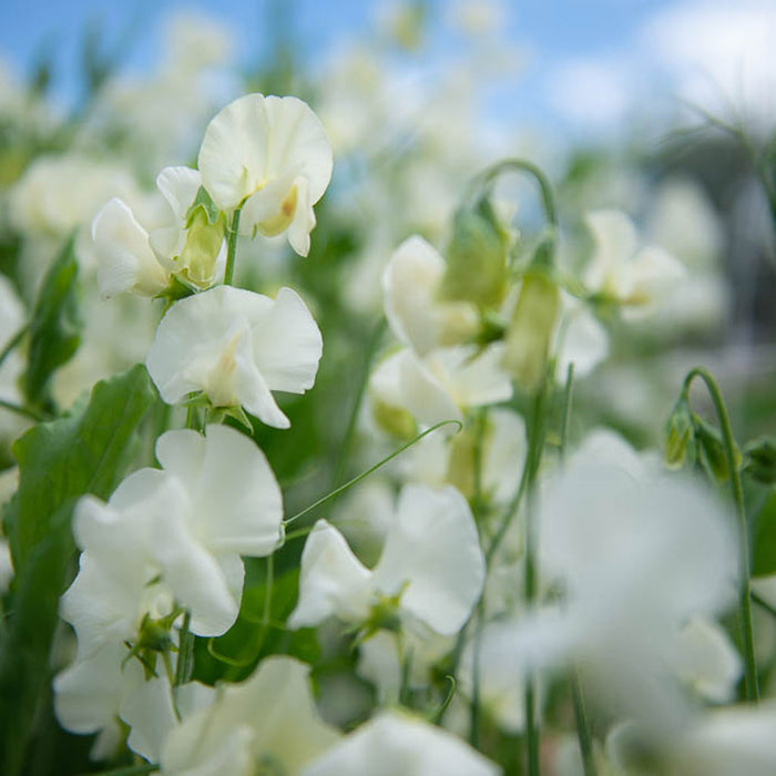 Spring Sunshine Cream Sweet Pea Flowers