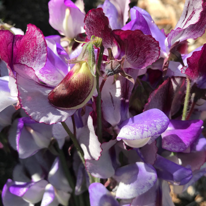 Sweet Pea 'Three Times As Sweet'