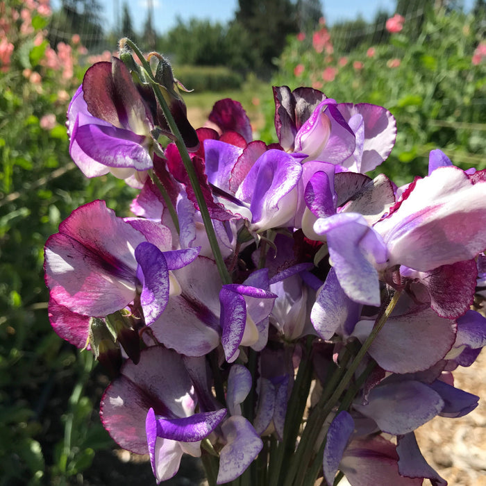 Sweet Pea 'Three Times As Sweet'