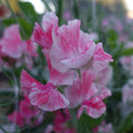 Vaudeville Sweet Pea Flower