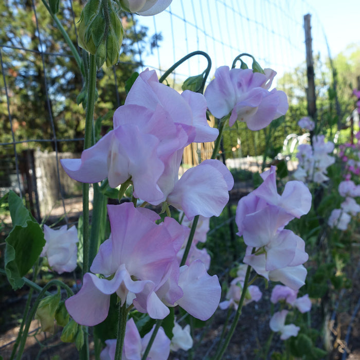Winter Sunshine Opal Sweet Pea Flowers