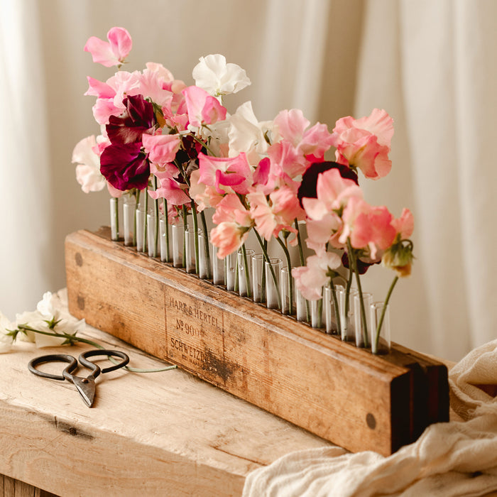Vintage Cigar Press Vase with sweet pea flowers