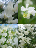 Whiter Shade of Pale Sweet Pea Seeds